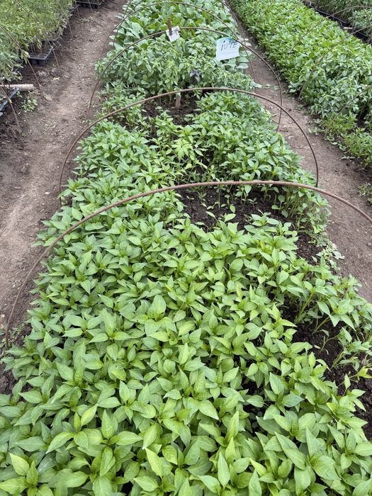 Vând răsad, rosii inima boului, ardei gras, kapia, gogosar, vinete