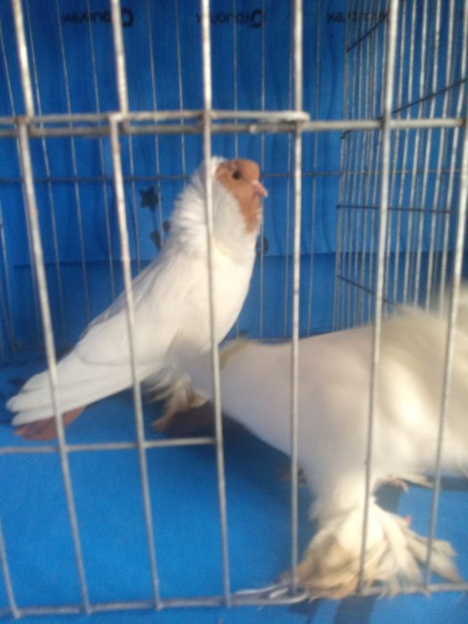 Vând porumbei de rasa