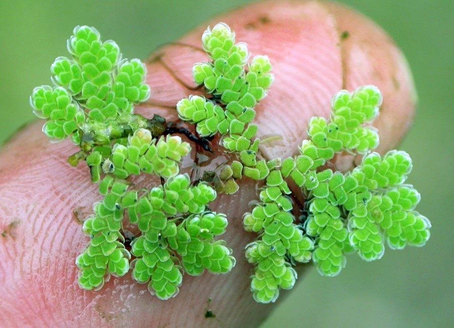 Азола Kаролинияна, Azolla caroliniana