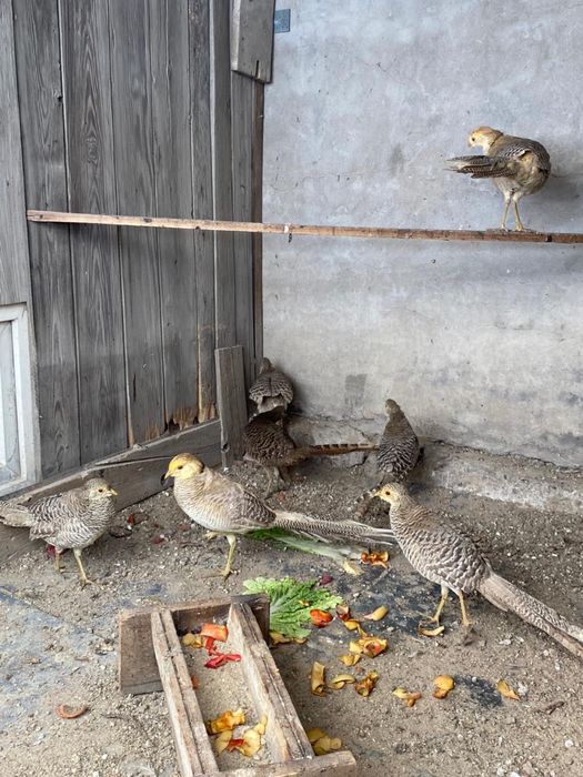 Продам промысловые фазан,лимонные фазаны