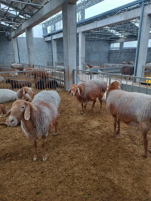 Бараны - Электроника на гидропонный корм