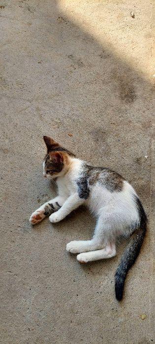 Mushukchlar beriladi