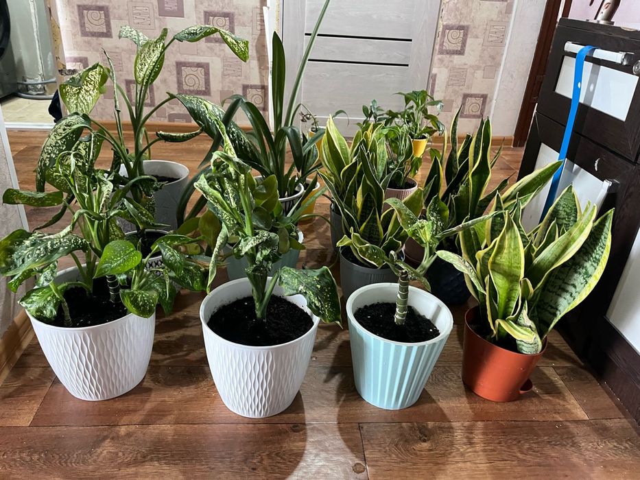 Цветы комнатные 3000тг. - 5000 тг