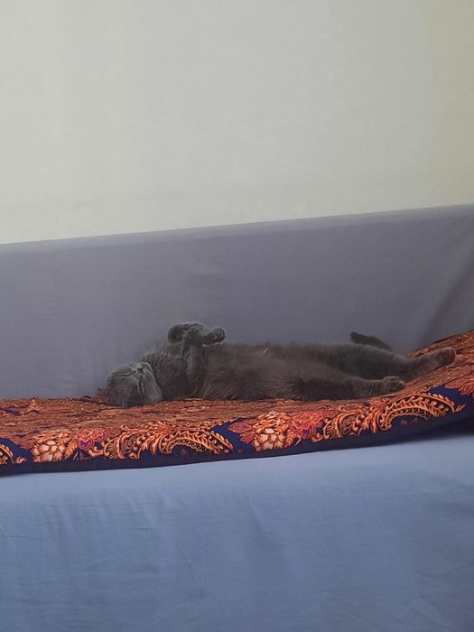 Шатланские котята. Город Астана