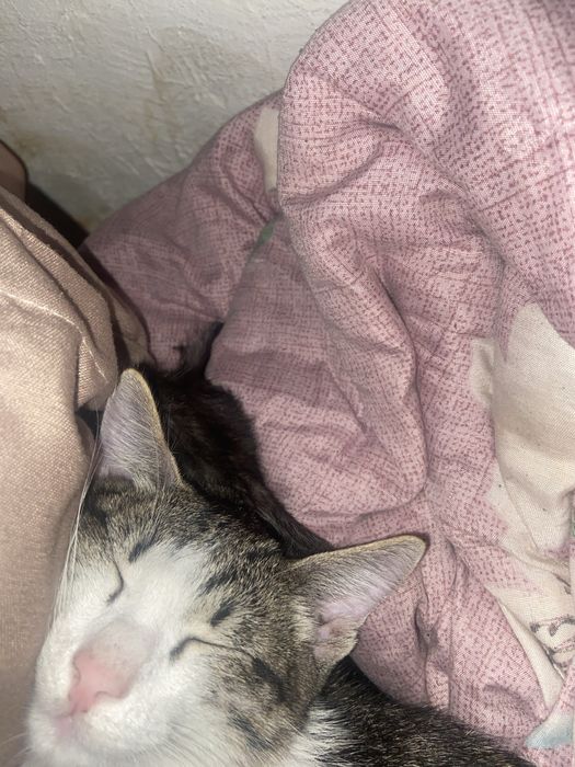 Отдам котенка в хорошие руки