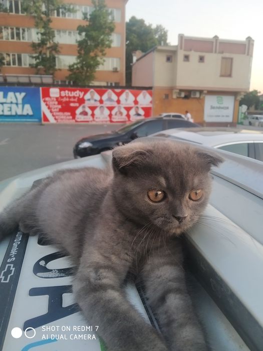 Веслоухие котята шотланские