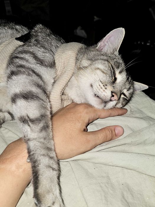 PetSitter/Cazare/Bona de animale Brașov