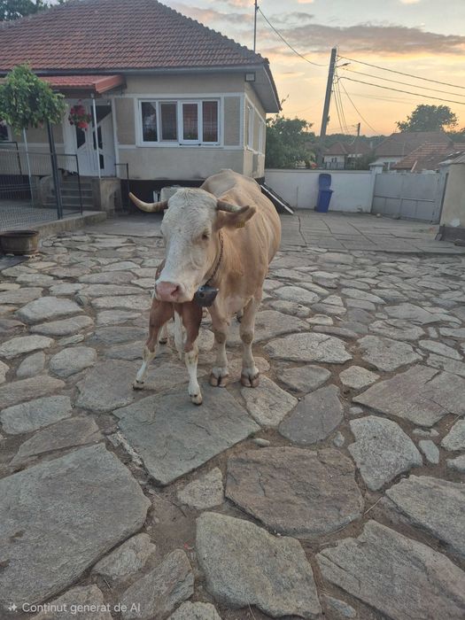 Vand vaca cu vițel