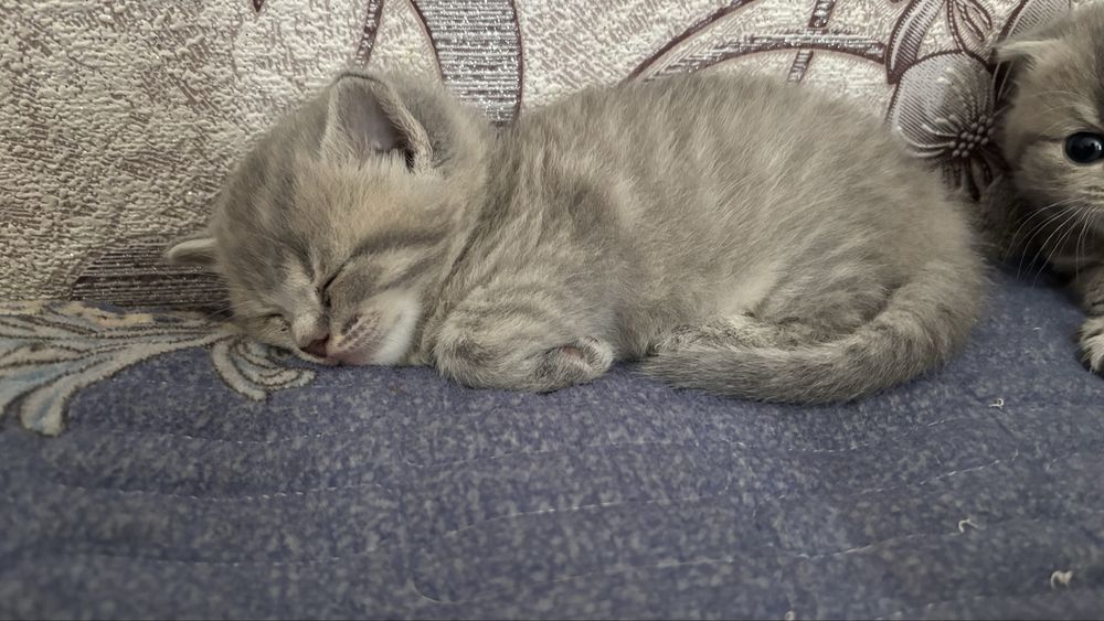 Котята породистые