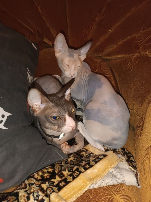 Бронь на сфинкс, чистокровные