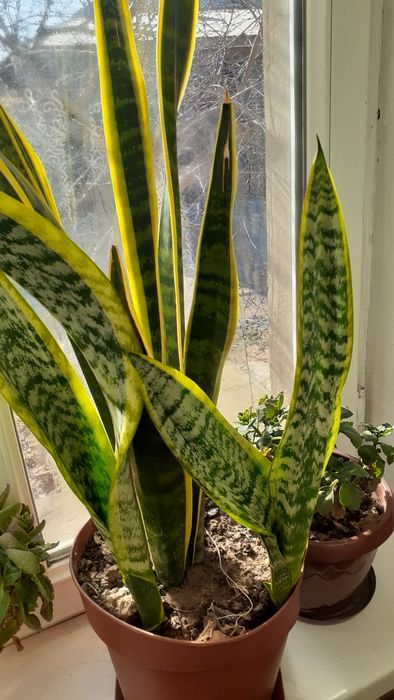 Домашние цветы Санцыверии и т/д.