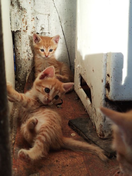 Отдам котят в добрые руки