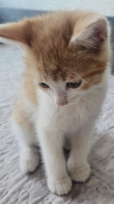Отдам Котят  в добрые руки