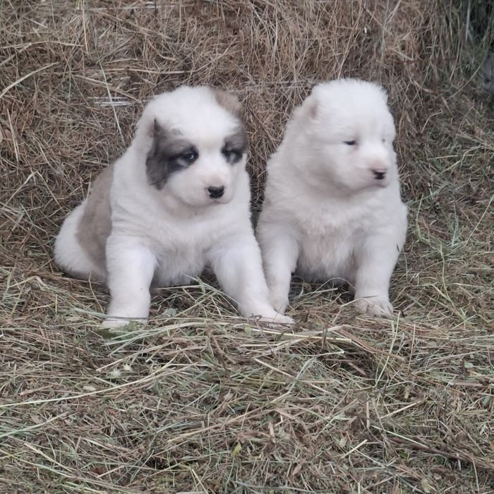 Продам щенков Алабая