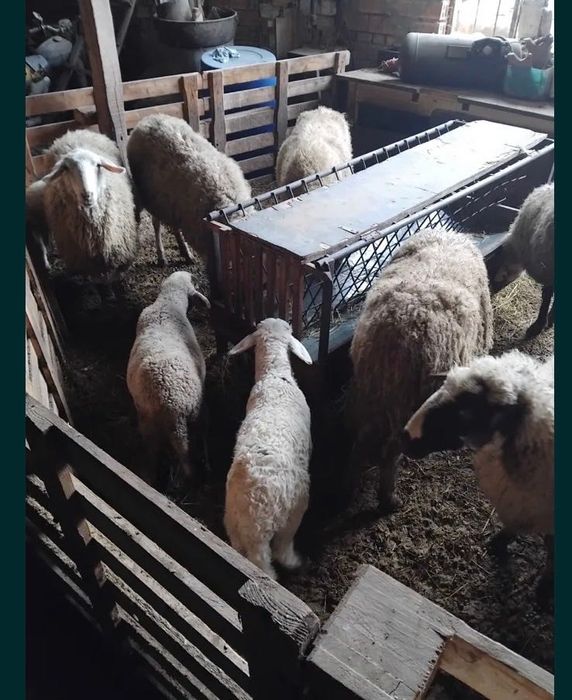 Продавам овце с агнета