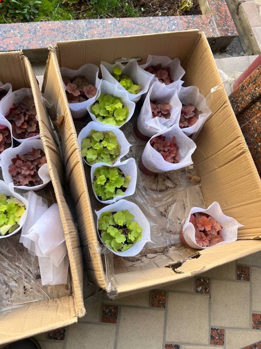 Продаеться цветки «Гейхера»