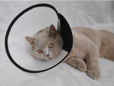 Новый Воротник для кошек и собак