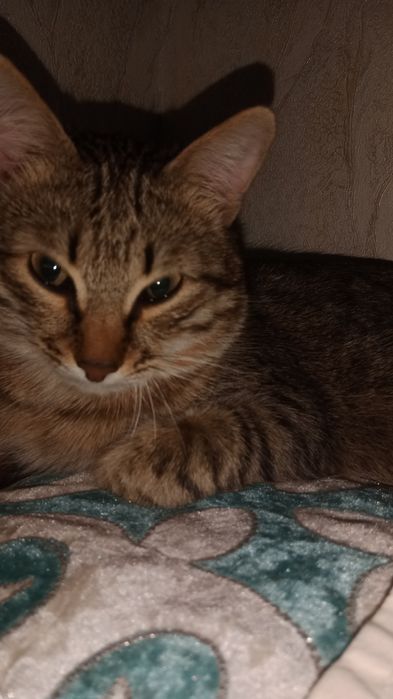 Домашний кошка отдается бесплатно