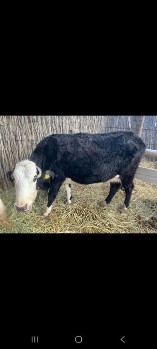 Бұзаулы сиыр сатылады 5-ші туып тұр, сүті жақсы емшегі жұмсақ