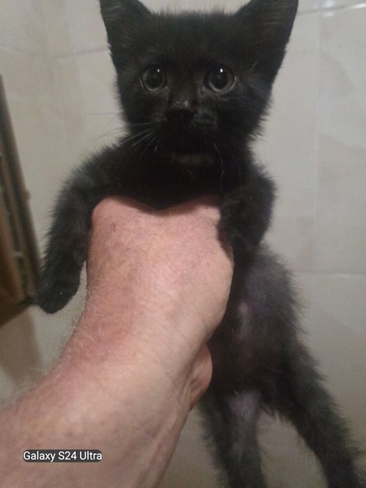 Сиямские котятааа