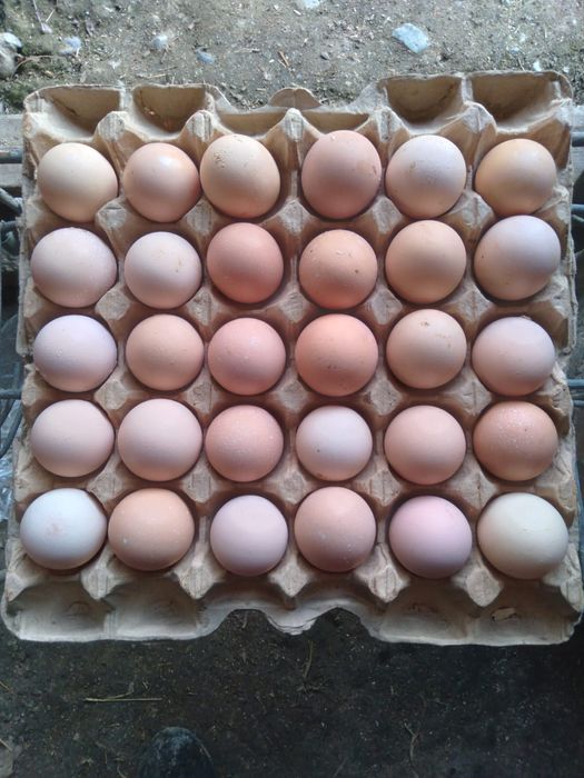 Продаётся Яйцо инкубационный