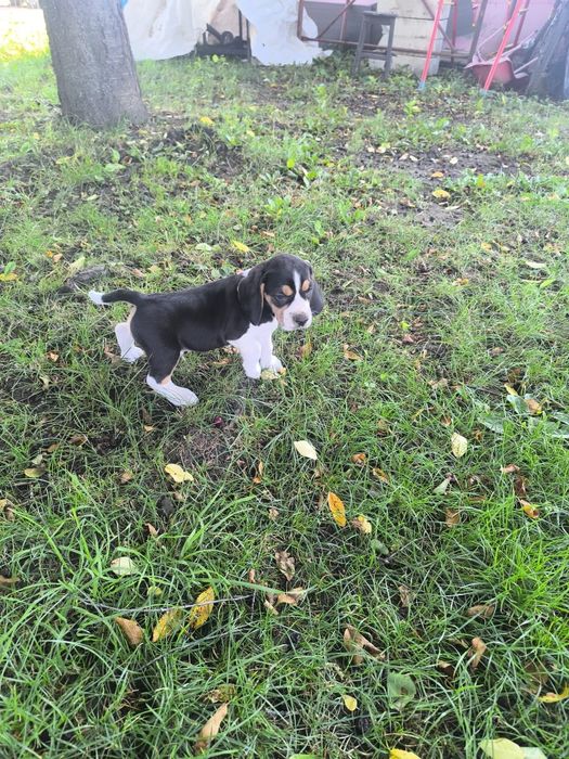 Beagle mascul  cu pedigree