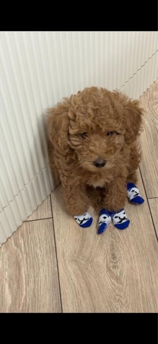 Продаю срочно той пудель