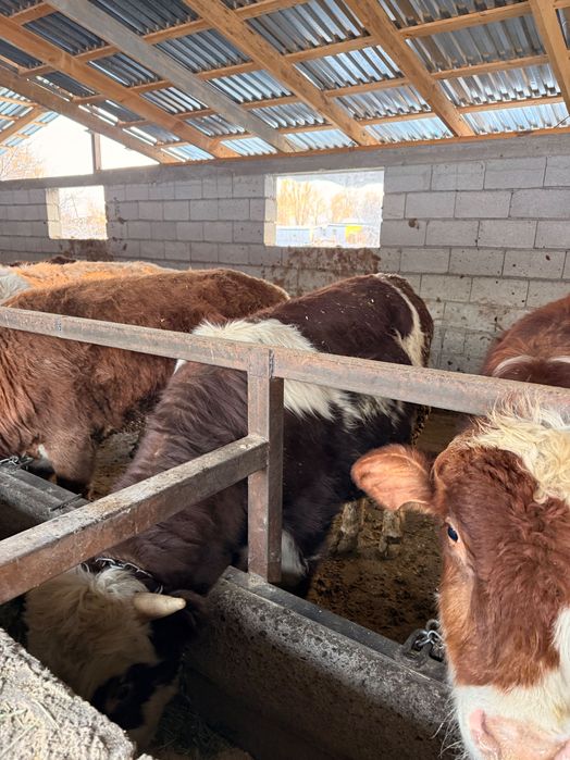 Продам Бычков 1,5годовалых