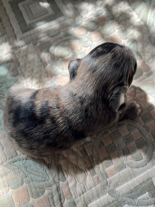 Чихуахуа девочка и мальчик