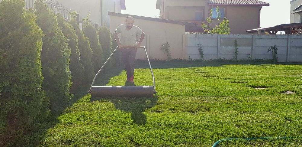 Fericirea la mp gazon tuia plante ptr gradina