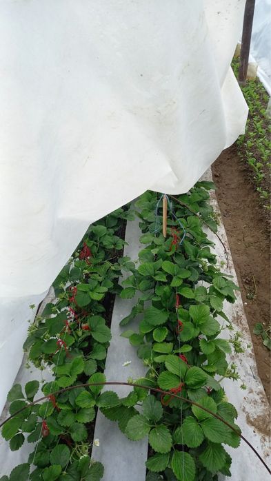 Агроволокно томорқа,очиқ дала,теплица.Кўп йилик.Российский. оптом нарх