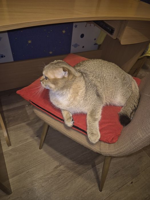Продам шотландского вислоухого кота