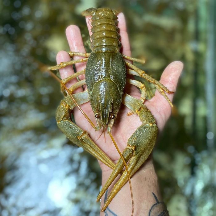 Самые крупные! Самые вкусные раки!