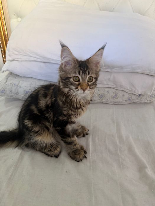 Мейн кун полидакты