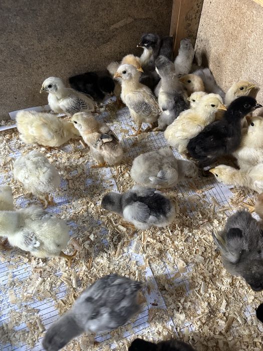 Продам домашних цыплят