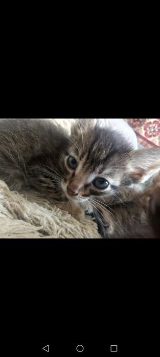 Отдам котят в добрые руки