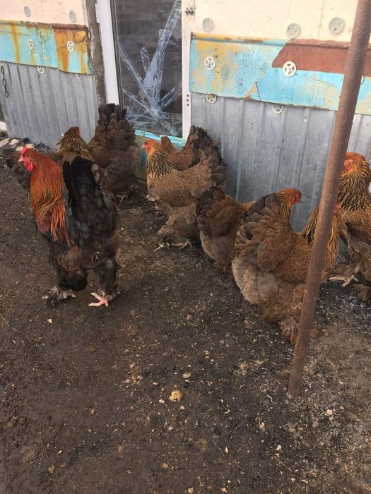 Чистопордные циплята Брама