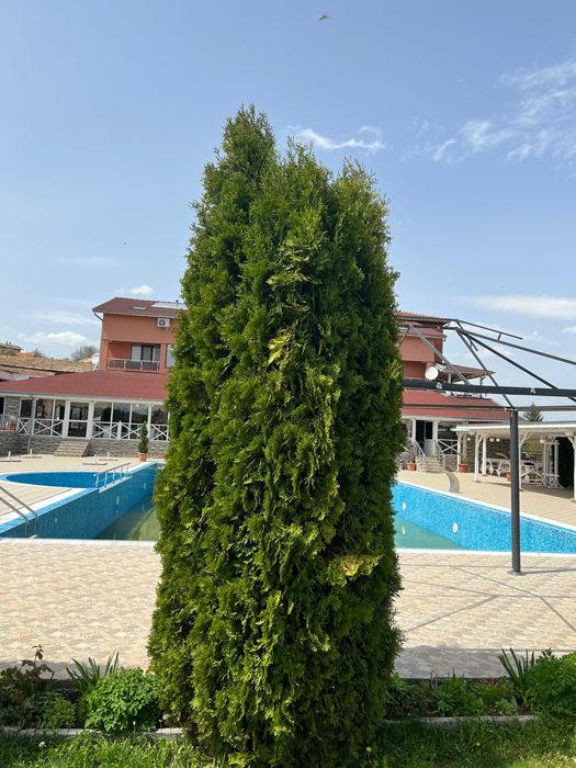Туя Смарагд/ Thuja occidentails 3,5 метра