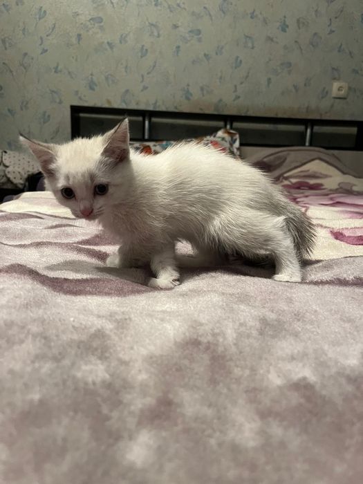 Котята, отдам в добрые руки