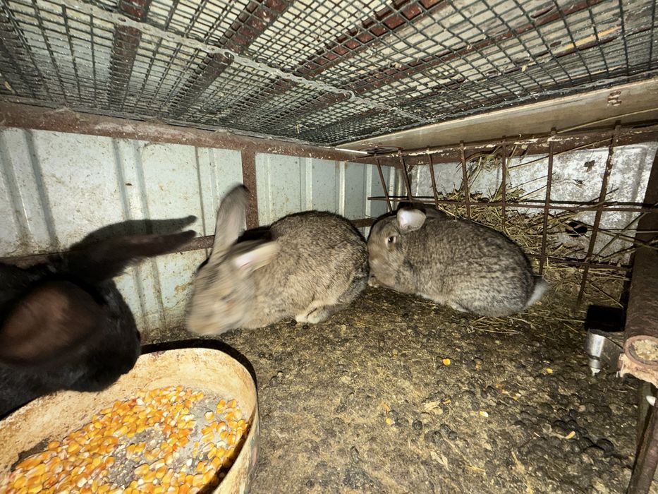 Iepuri de casă rasă mixtă