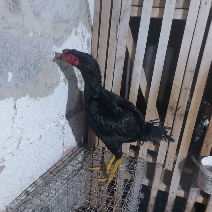 Майски ветнам жужа