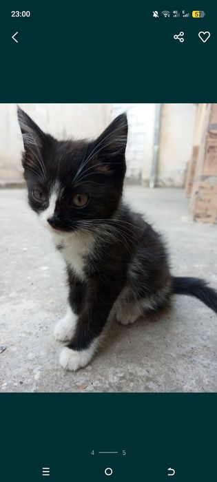 Милые котята ищут дом где их будут любить