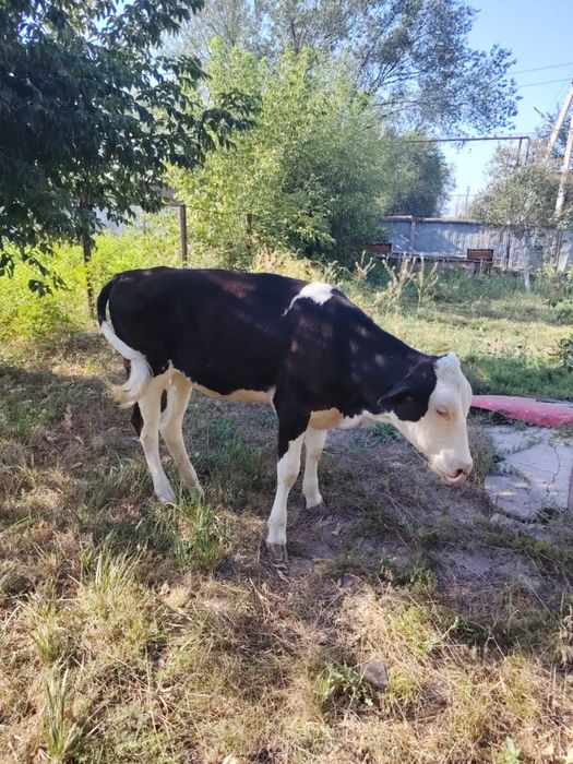 Продам   телёнок