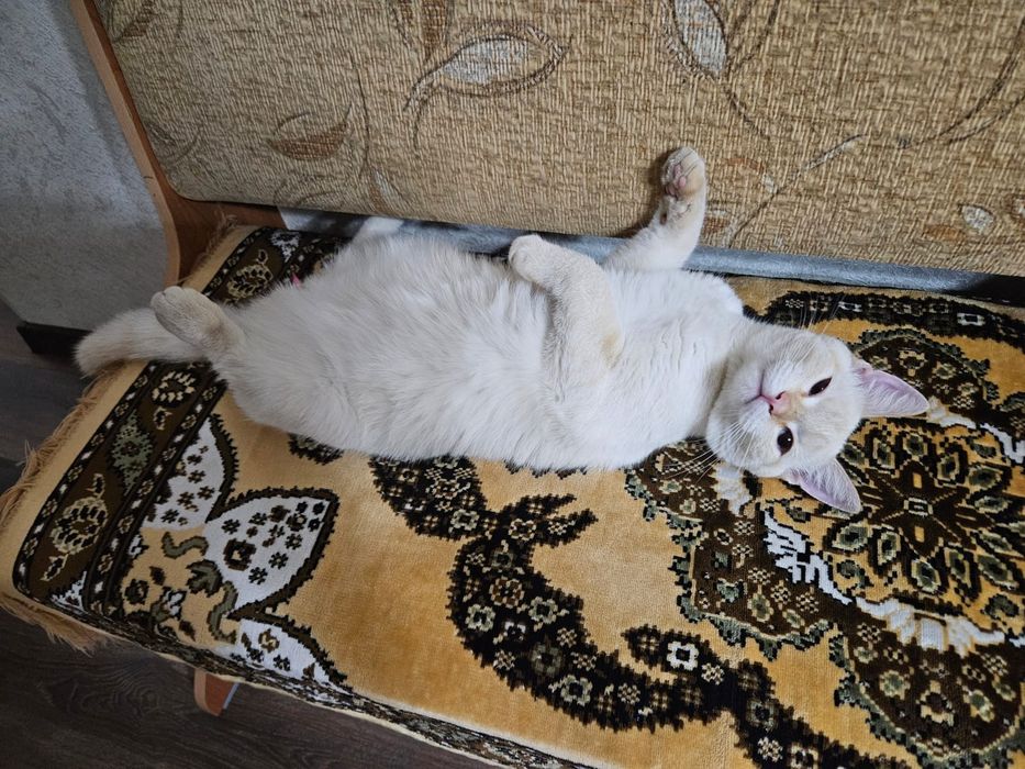 Потерялся кот на КШТ