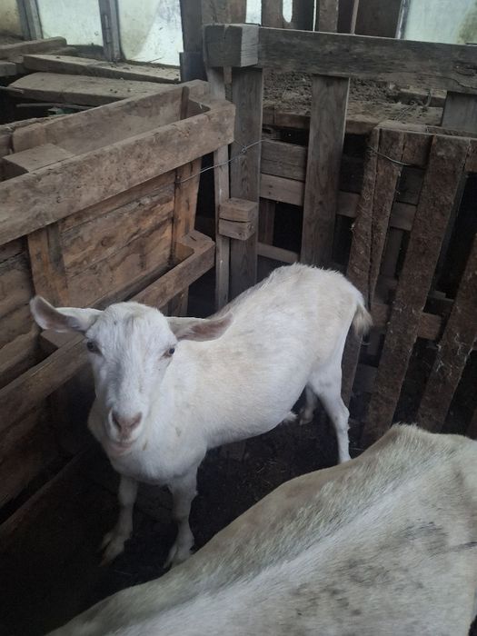 Продаётся Зааненская коза