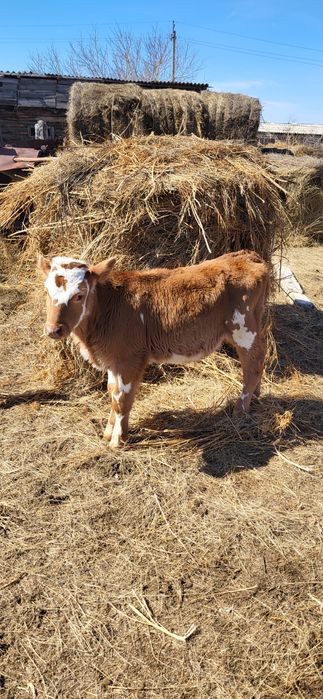 Продам телёнка [бычок]