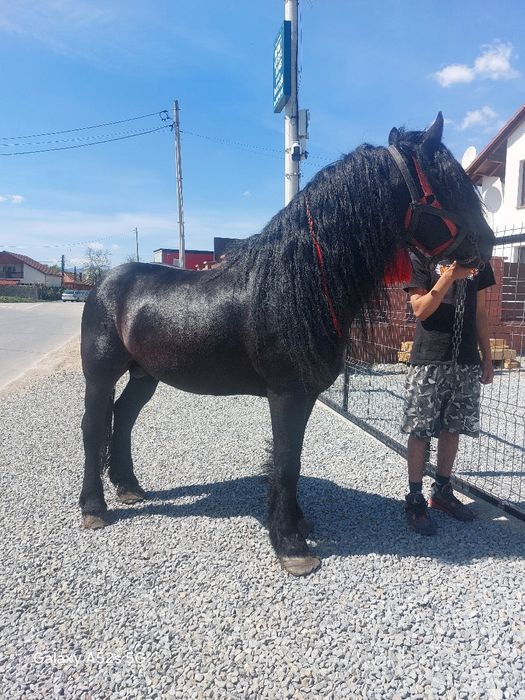 Armasar  de vânzare