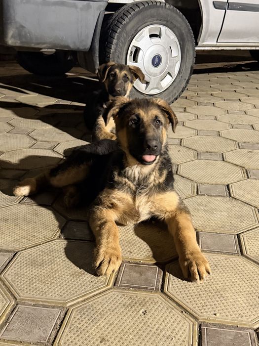 Щенкт немецкой овчарки