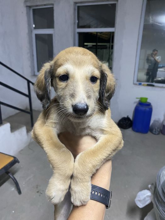 Щенки Казахской Тазы