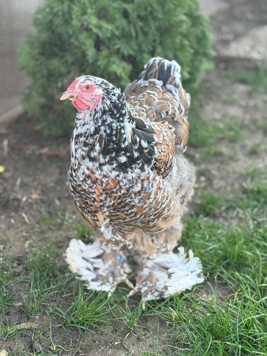 Brahma hd hda columbia bobat portelan